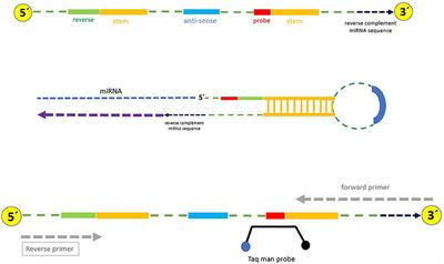 Intestinal Expression of miR-130b, miR-410b, and miR-98a in Experimental Canine Echinococcosis by Stem-Loop RT-qPCR